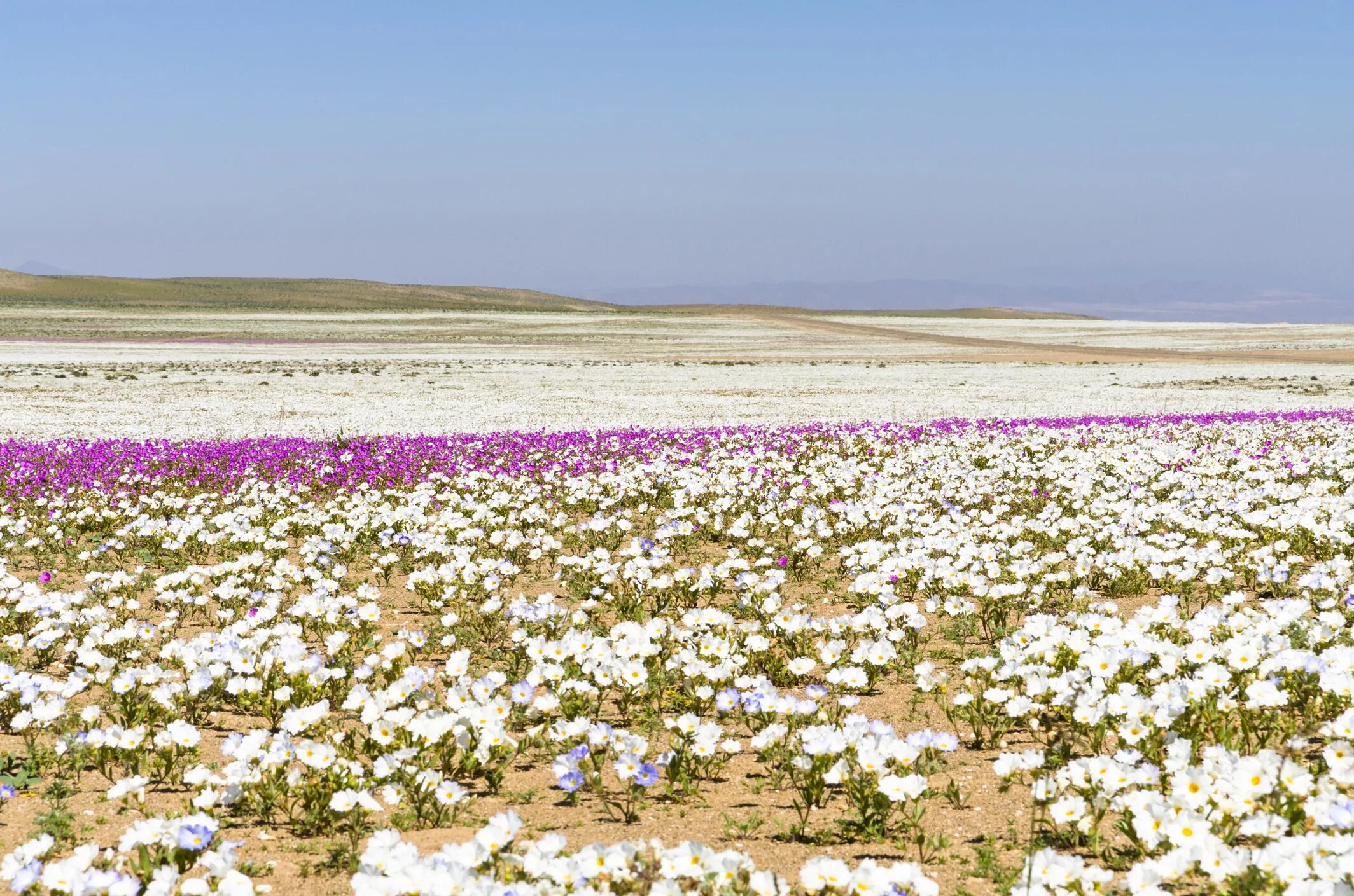 Цветущая пустыня атакама. Цветущая атакама. Цветущая пустыня. Пустыня анза боррего калифорния. Цветущая пустыня анза боррего.
