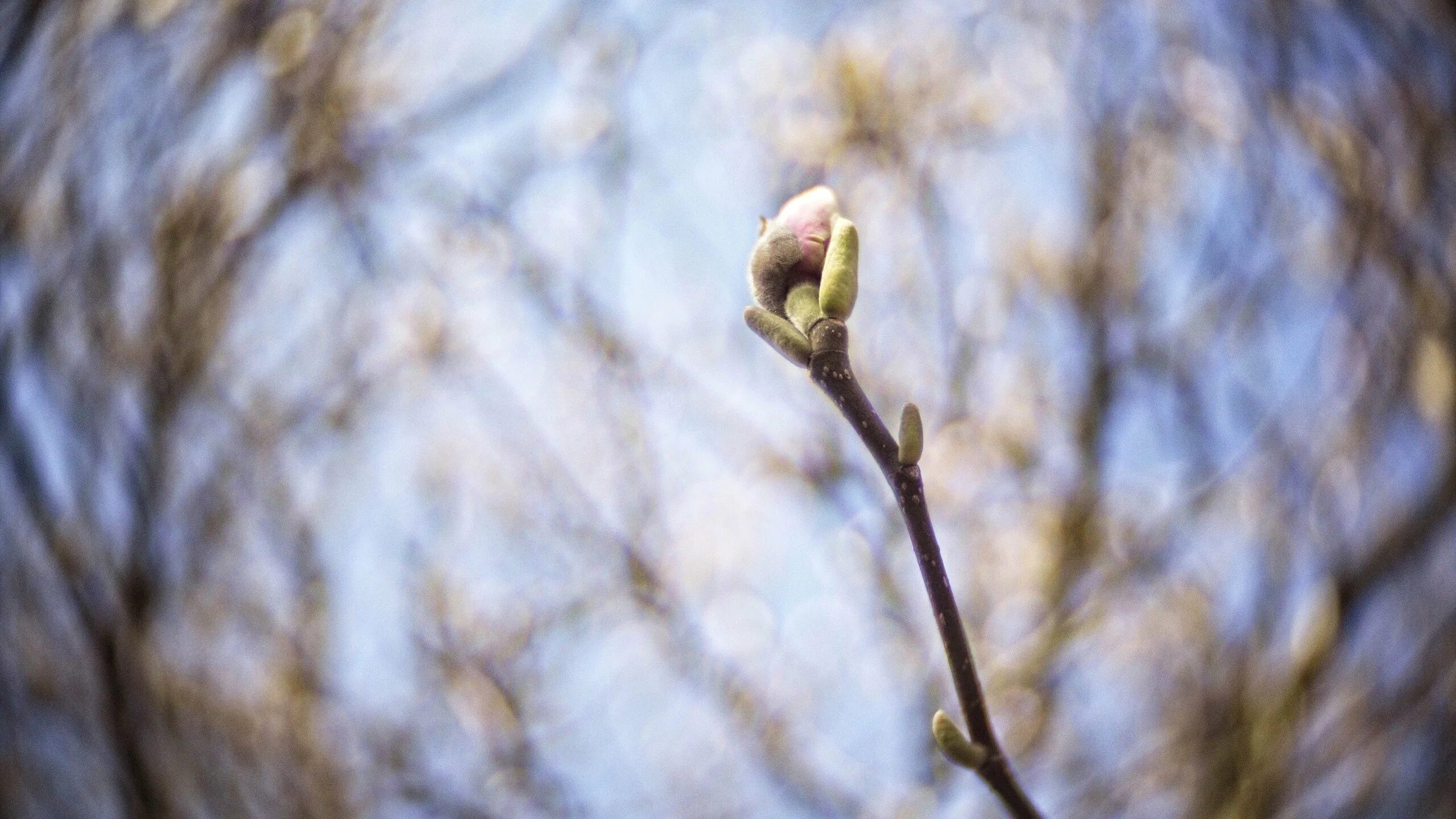 Апрель распускаются почки на деревьях. Березовые бруньки. Распускание почек у ясеня. Кедровые бруньки. Набухают почки на деревьях.