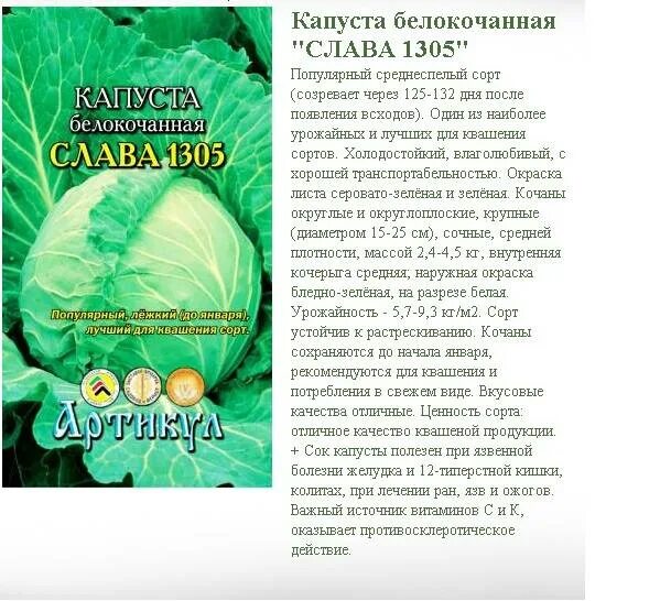 Капуста слава характеристика и описание. Капуста Слава Грибовская 231. Капуста белокочанная Слава Грибовская 231. Капуста белокочанная среднеспелая Слава. Капуста сорт Слава Грибовская.