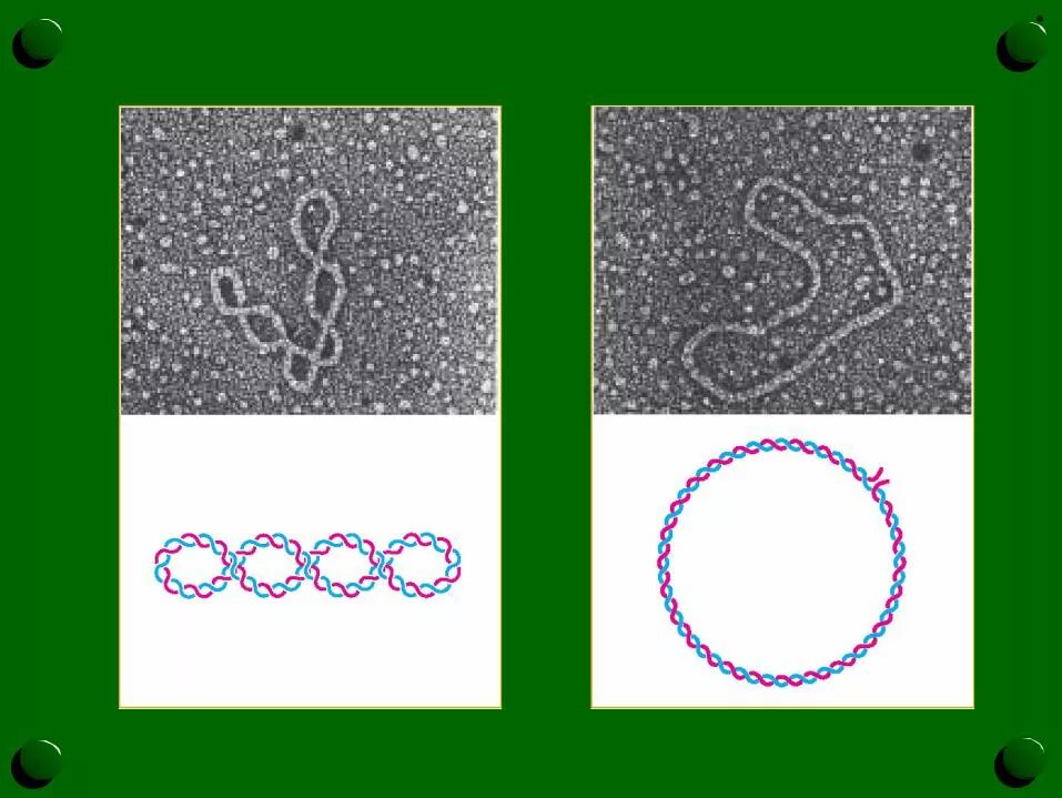 Форма кольцевой днк. Релаксированная Кольцевая ДНК. Кольцевая ДНК. ДНК иконка. Релаксированная суперскрученная и линейная плазмида.