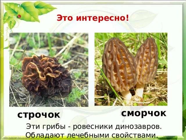 Чем отличается сморчок от строчка. Строчок и сморчок отличия. гриб строчок сморчок отличия. сморчки грибы несъедобные. строчки и сморчки грибы.