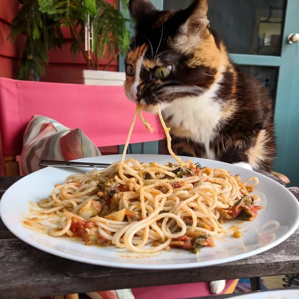 Смешной обед. Котик с едой. Кот и макароны. Кот кушает. Котик с макаронами.