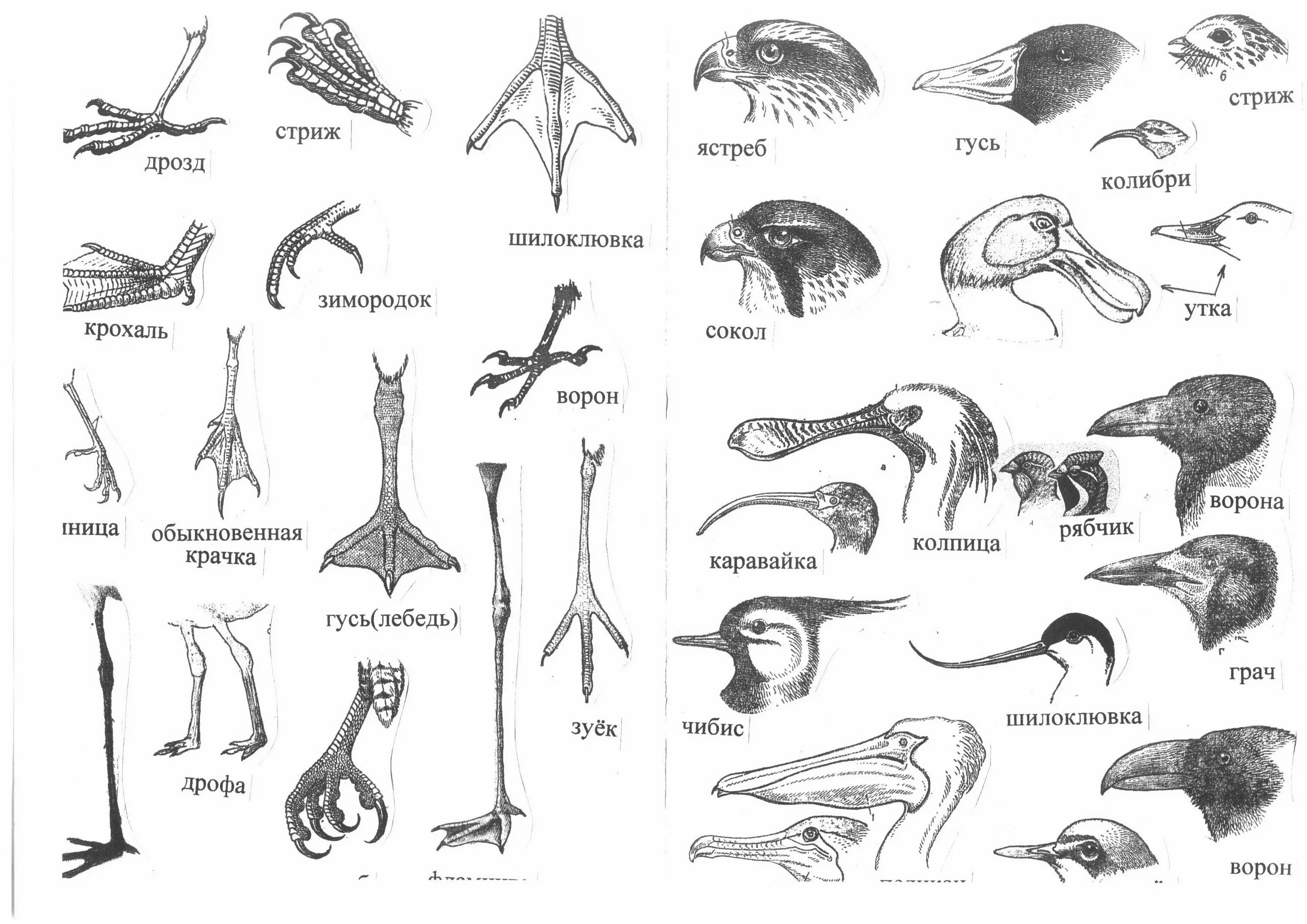 Конечности птиц таблица. Разнообразие клювов и лап птиц. Строение клюва водоплавающих птиц. Типы клювов. Формы клюва у птиц.