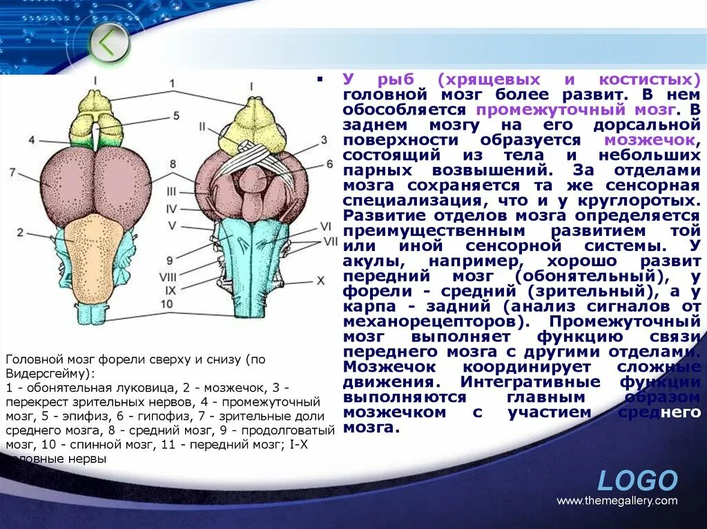 Головной мозг костистых. Головной мозг рыбы. Промежуточный мозг у рыб. Дорсальная поверхность промежуточного мозга.