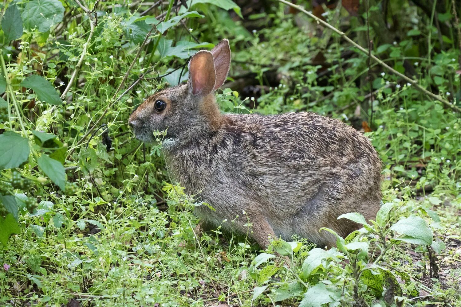 Болотный заяц. Sylvilagus Brasiliensis. Sylvilagus aquaticus. Кустарниковый кролик (Sylvilagus Brasiliensis). Sylvilagus Insonus.