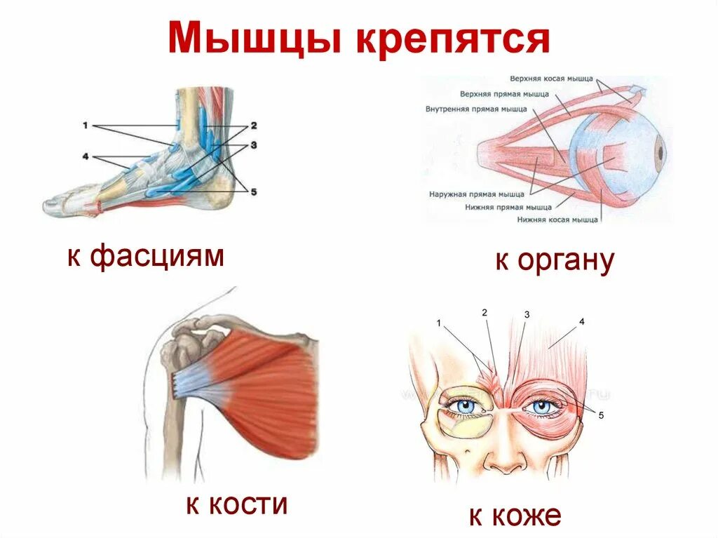 К чему крепятся мышцы. Мышцы крепятся к. Мышцы крепятся к костям. Места крепления мышц к костям. Мышцы и сухожилия.