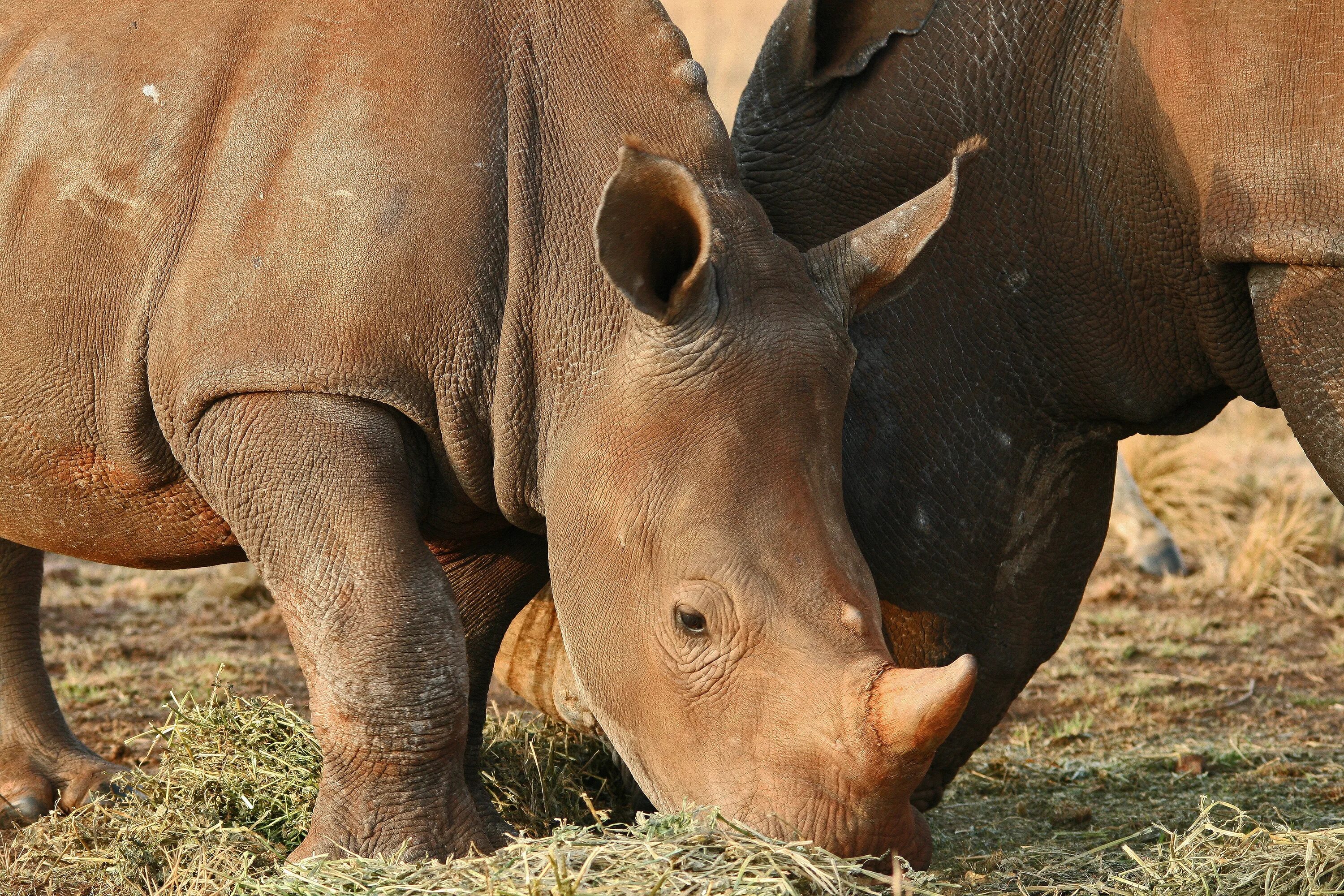 Гиппопотам и носорог. Носорог картинка. Дикие животные носорог.