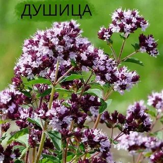 Душица обыкновенная 7