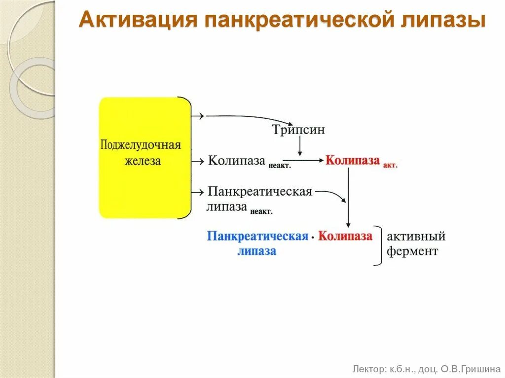 Синтез липазы. Механизм активации панкреатической липазы. Панкреатическая липаза активаторы реакции. Механизм активации тканевой липазы. Активаторы панкреатической липазы биохимия.