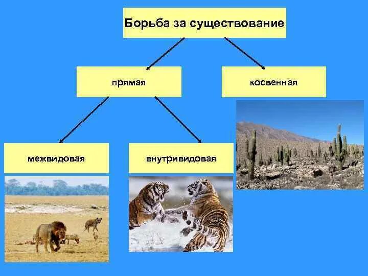 Борьба за существование может быть. Формы межвидовой борьбы. борьба за существование. бомба за существование. прямая и косвенная борьба за существование.