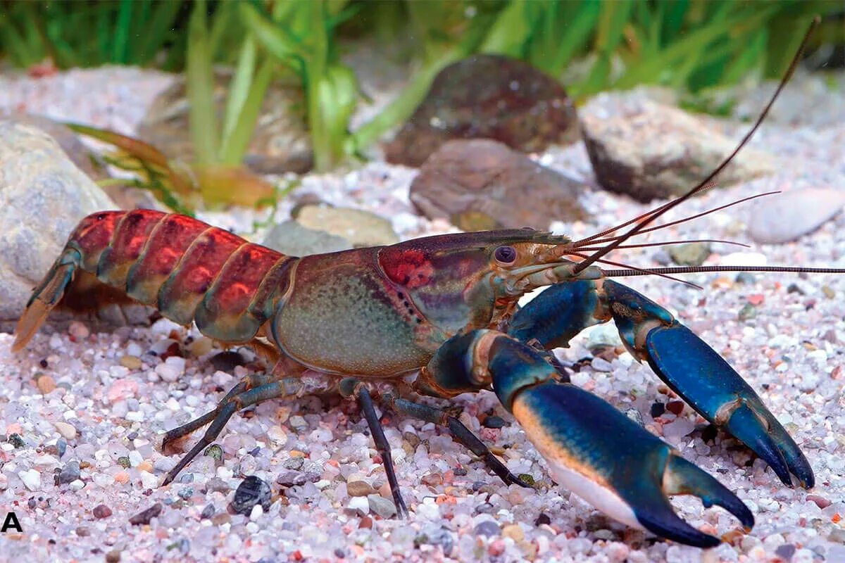 Известные виды раков. Cherax misolicus. Cherax quadricarinatus. Cherax boesemani. Cherax tenuimanus.