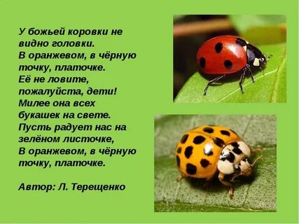Божья коровка 3 класс