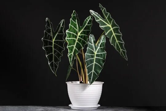 Alocasia micholitziana 'Frydek' Plant leaves