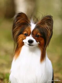 Papillon на русском