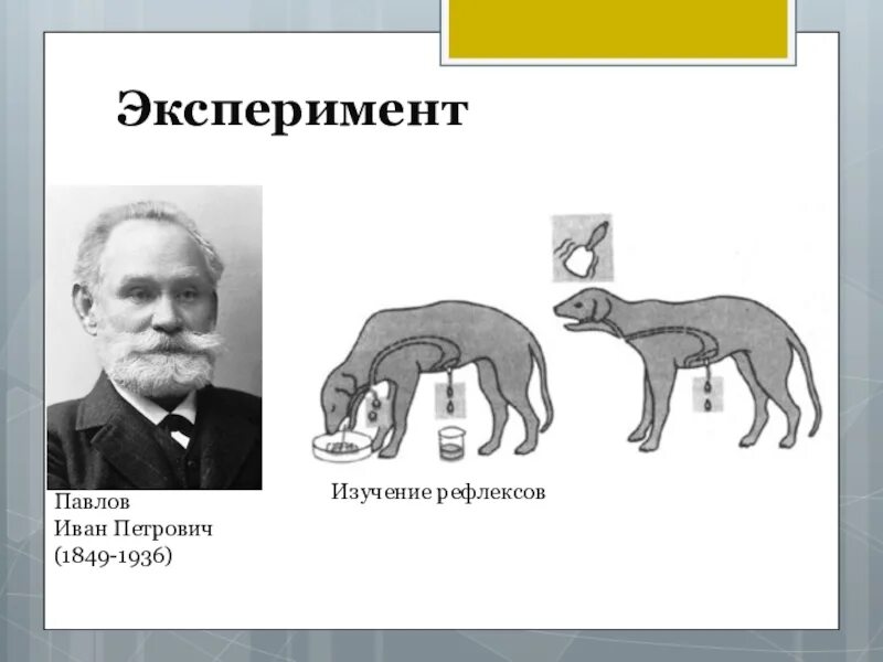 Эксперимент павлово. Павлов иван петрович эксперименты. эксперименты ивана петровича павлова. павлов иван петрович собака павлова. иван петрович павлов собака.