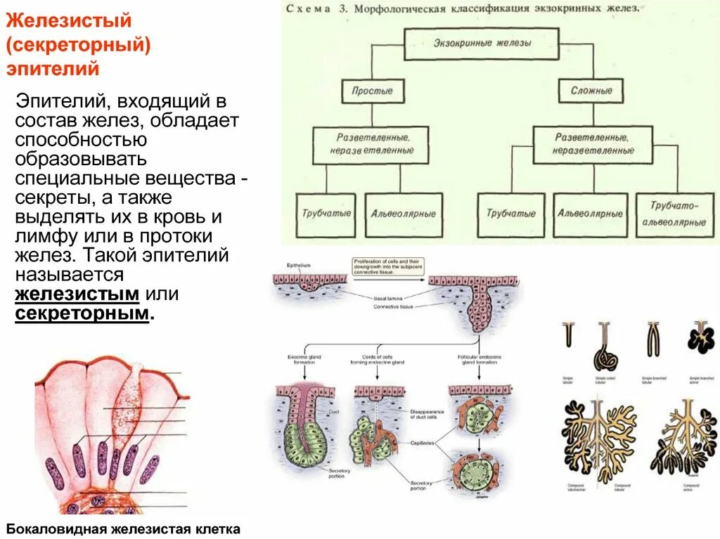Классификация железистого эпителия гистология. Классификация железистой эпителии ткани. Железистый эпителий гистология строение. Железистый эпителий схема.