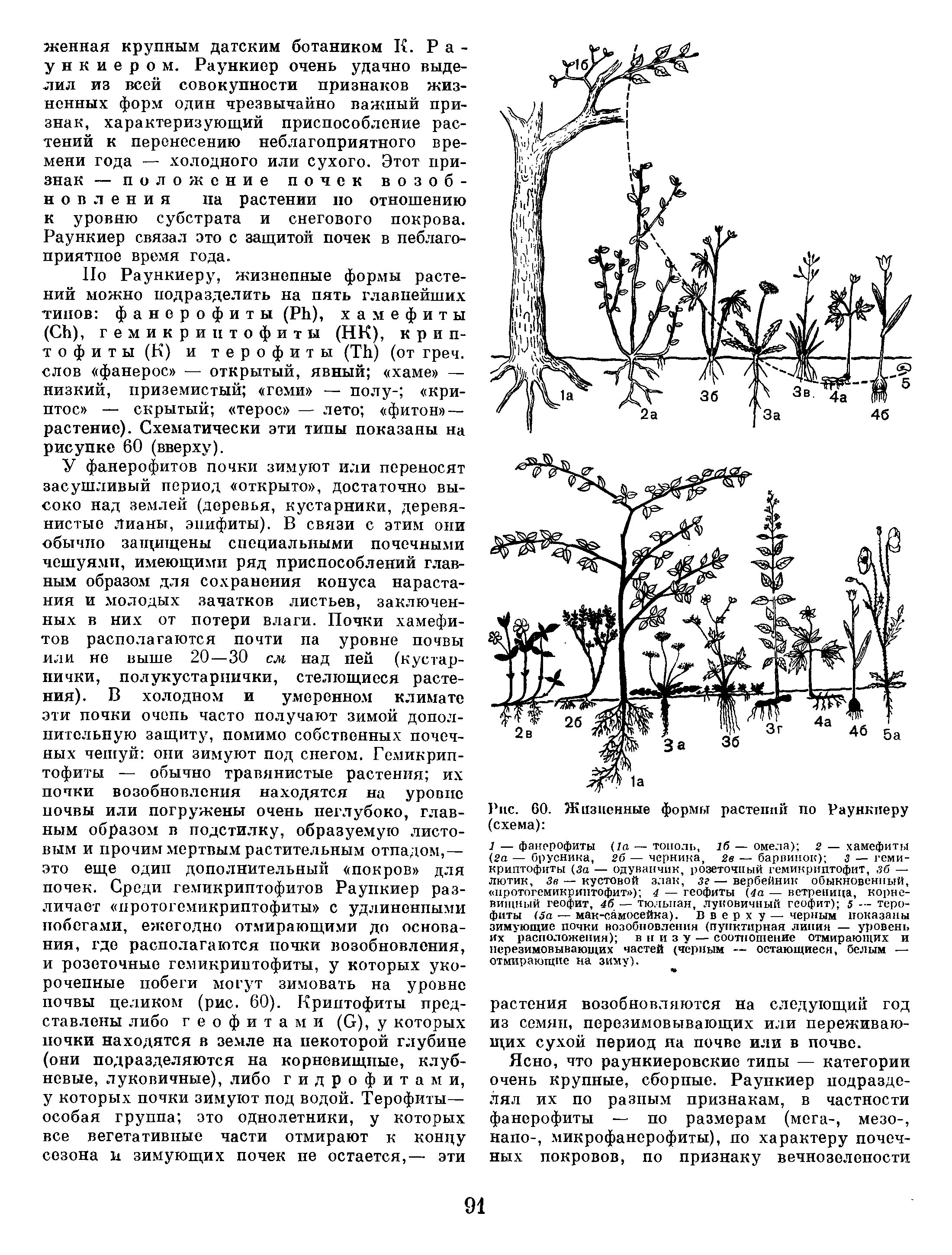 Гемикриптофиты это