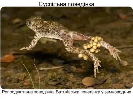 Жаба повитуха