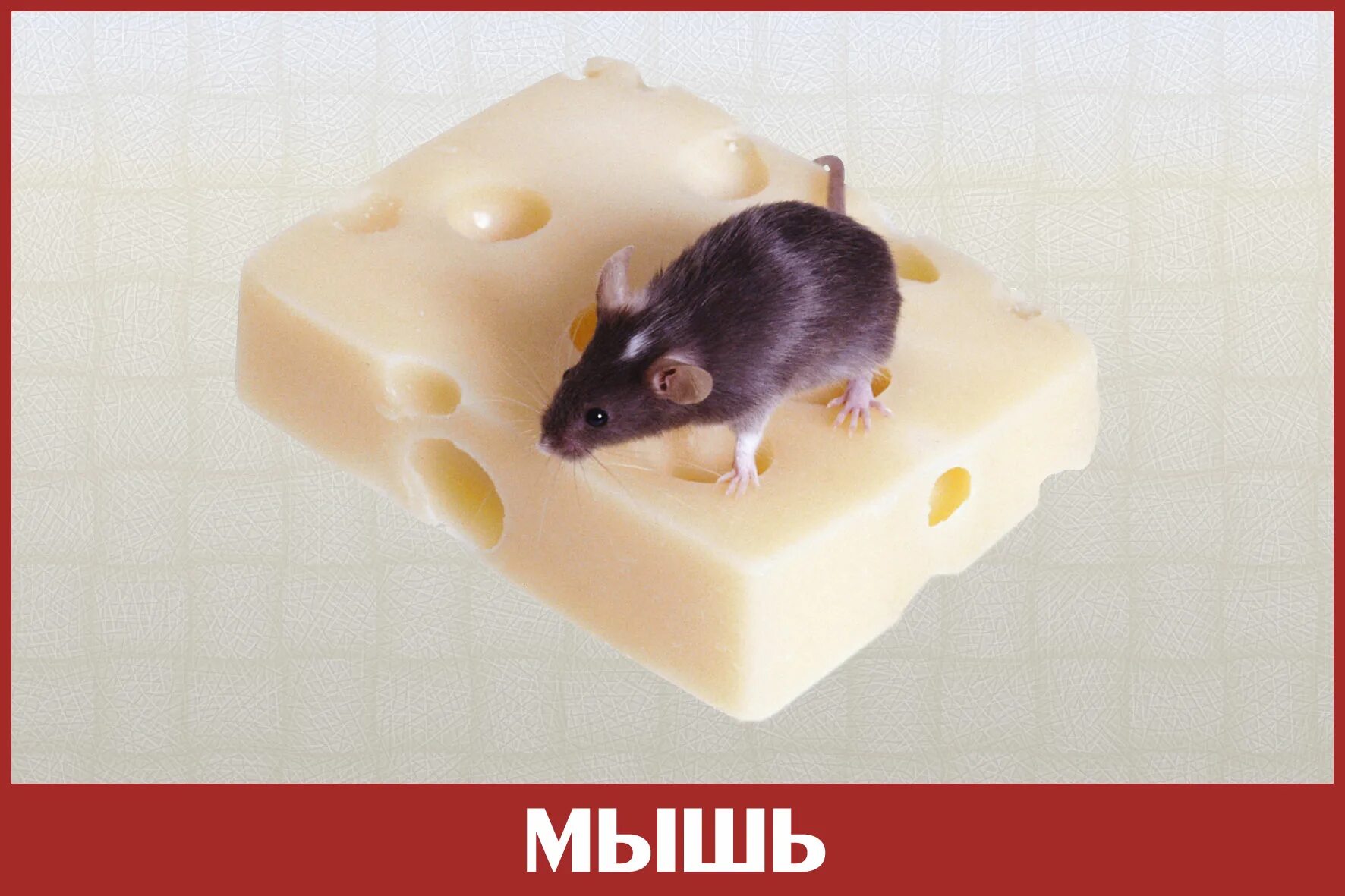 Мышь мышонок и сыр вместе. Мышь+сыр. мышь держит сыр. крыса и сыр. крыса держит сыр.