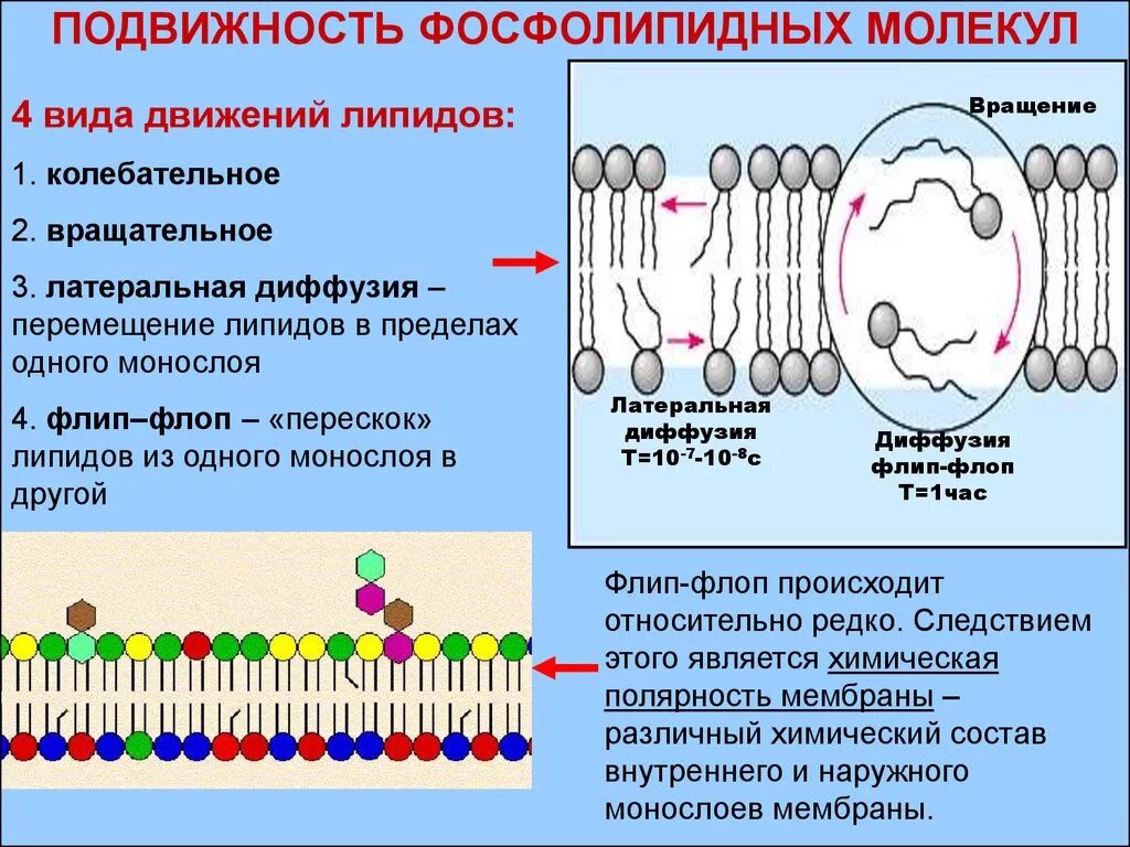 Подвижность фосфолипидных молекул в мембранах. Структура фосфолипидов мембраны клетки. Подвижность липидов в мембранах. Мембрана и фосфолипидов белков. Организация биологических мембран