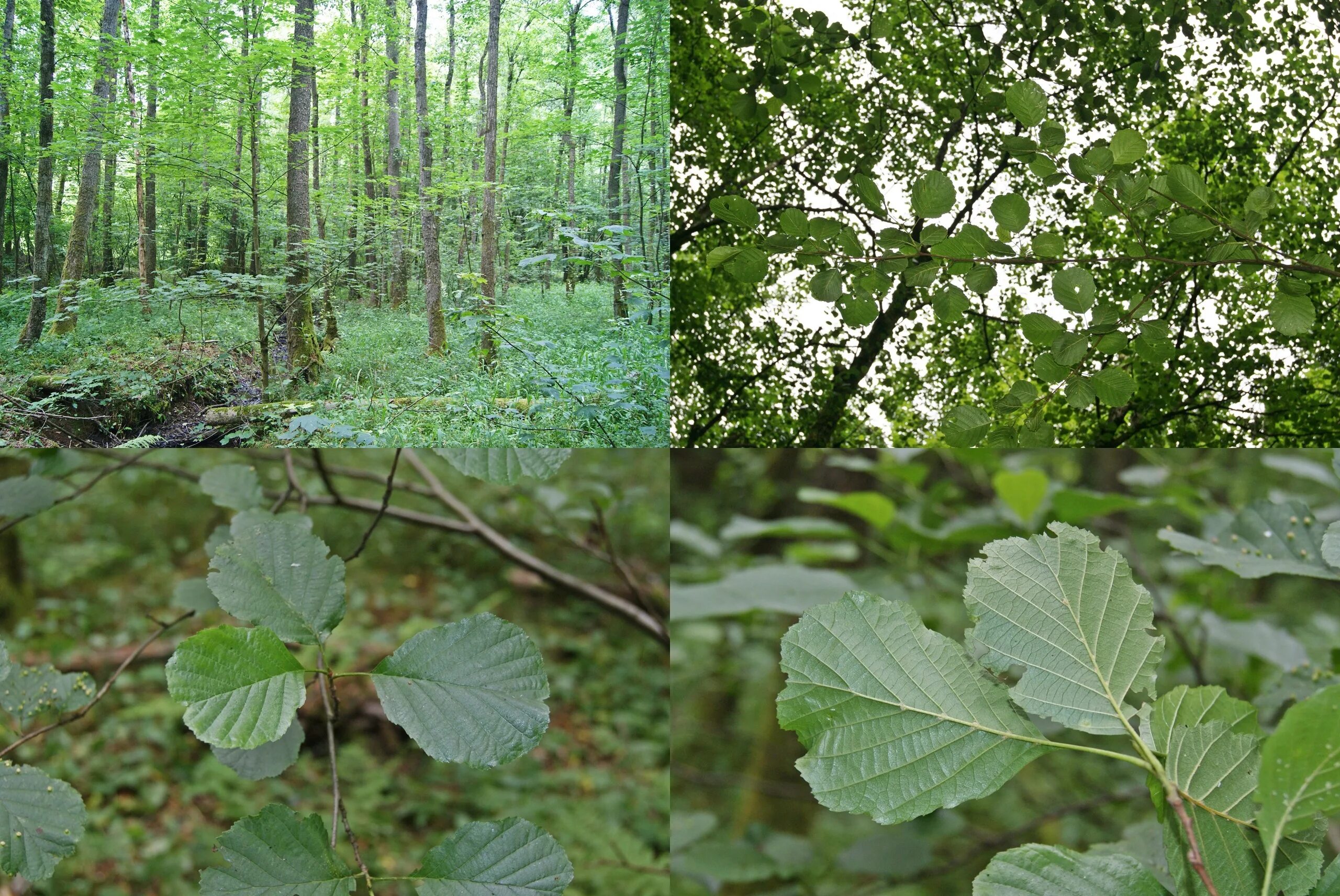 Alnus glutinosa. Ольха черная (Alnus glutinosa). Alnus glutinosa ареал. Ольха Кавказская.