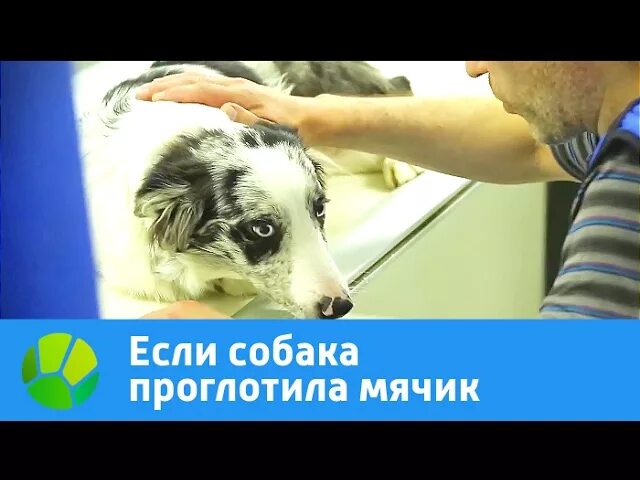 Как собачка проглотила жука