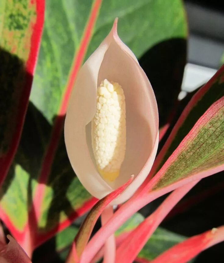 Plants with Foliage for Your Garden