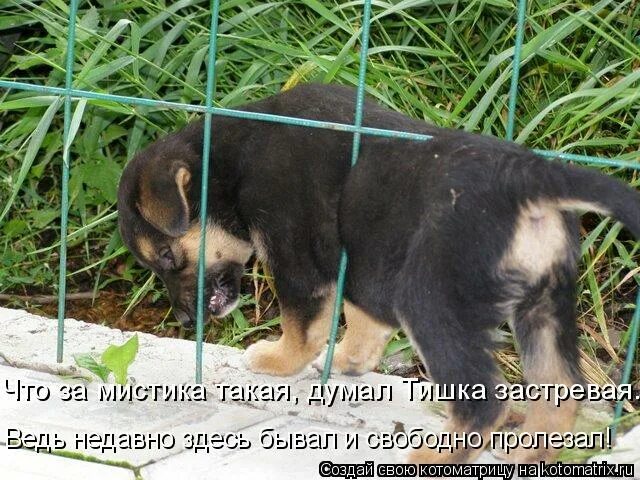 Тут закрыто тут забор. Тут у забора. сдуреть.