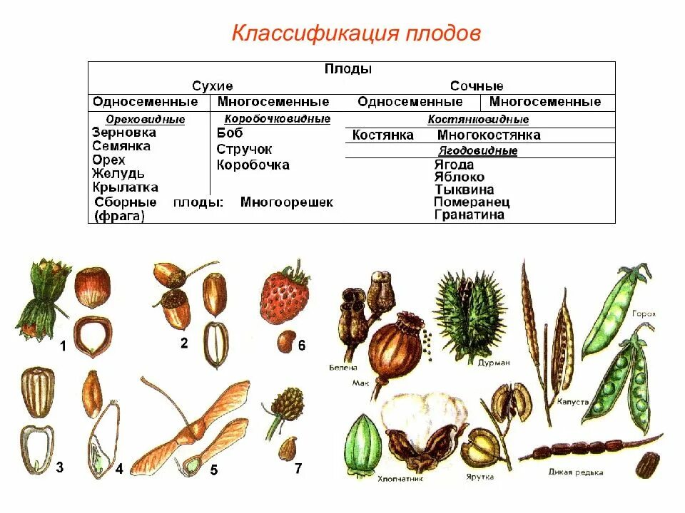 Что относится к частям плода. Классификация плодов Зерновка. Классификация плодов покрытосеменных растений. Плоды биология классификация плодов. Типы семян растений таблица.