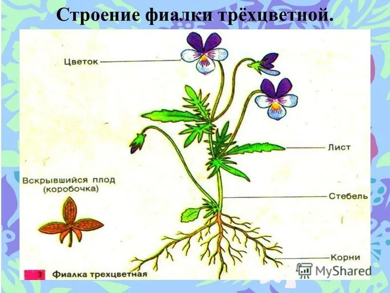 Чашечка чашелистик лист венчик черешок пестик пыльник. Строение побега фиалки. Строение растения. Внешнее строение фиалки. Схема строения цветка пестик.