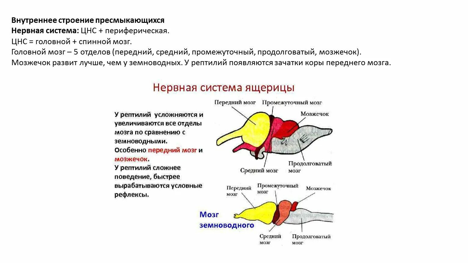 Головной мозг птиц отличается от земноводных. Нервная система пресмыкающихся рептилий. Нервная система рептилий схема. Строение головного мозга рептилий. Строение головного мозга лягушки.