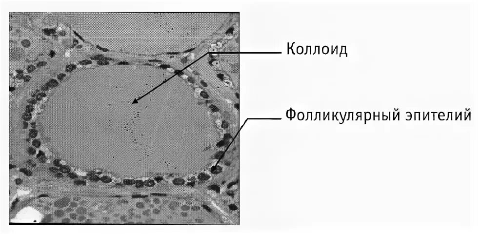 Строение фолликула щитовидной железы. Фолликулярный эпителий щитовидной железы что это. Фолликулы щитовидной железы гистология. Тироциты (фолликулярные клетки) щитовидной железы. Ткань щитовидной железы микропрепарат.