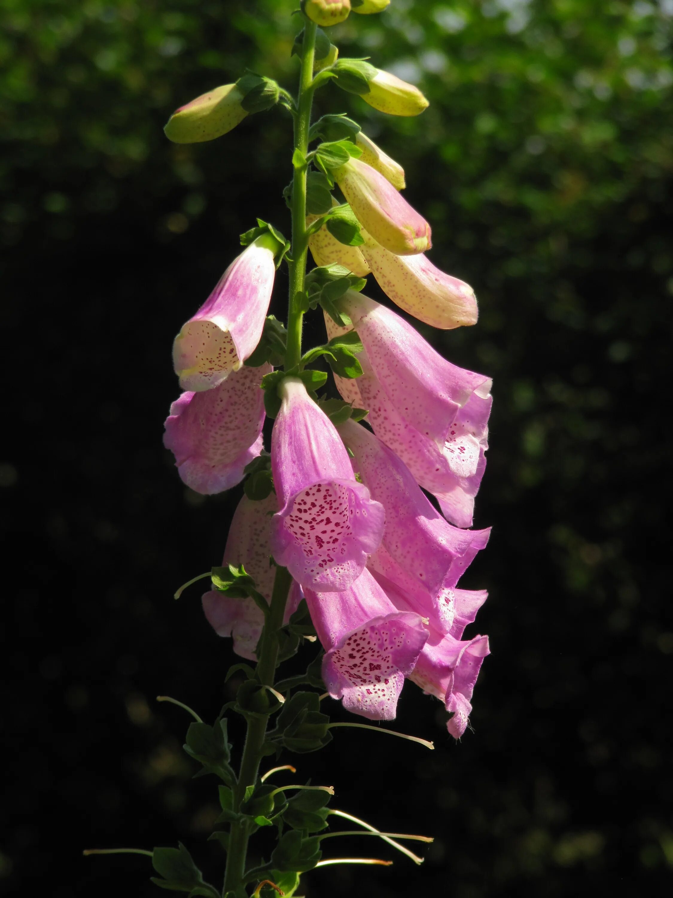 Poisonous flower. Дигиталис наперстянка. Наперстянка Мирабелле. Наперстянка мелкоцветковая. Наперстянка синяя.