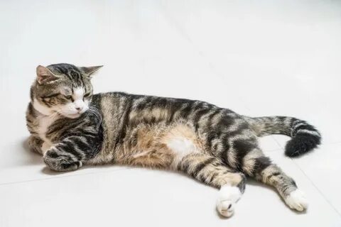 Доброе утро с пятницей с котиками