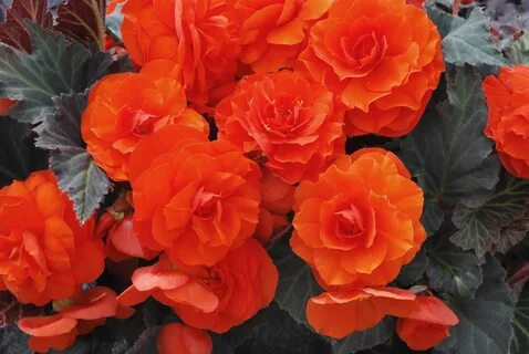 Бегония orange