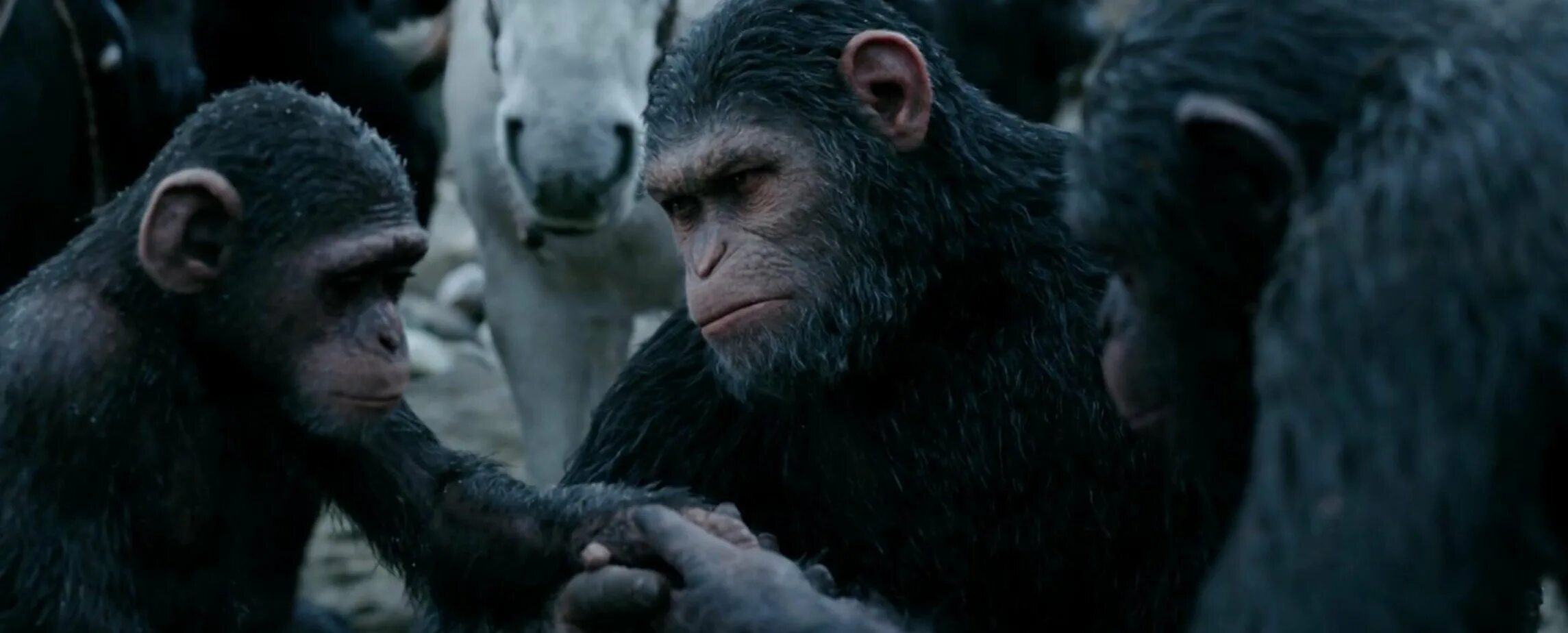 Caesar planet of the apes