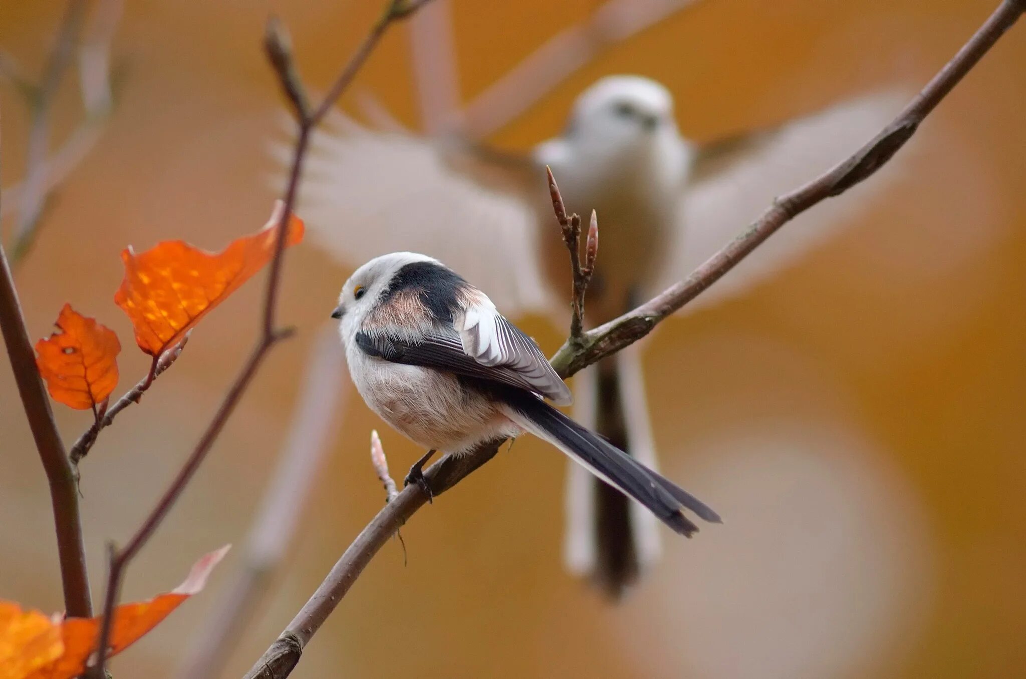 Autumn birds. Птица синица длиннохвостая. Длиннохвостая синица ополовник. Птицы Московка синица длиннохвостая. Синичка ополовник.