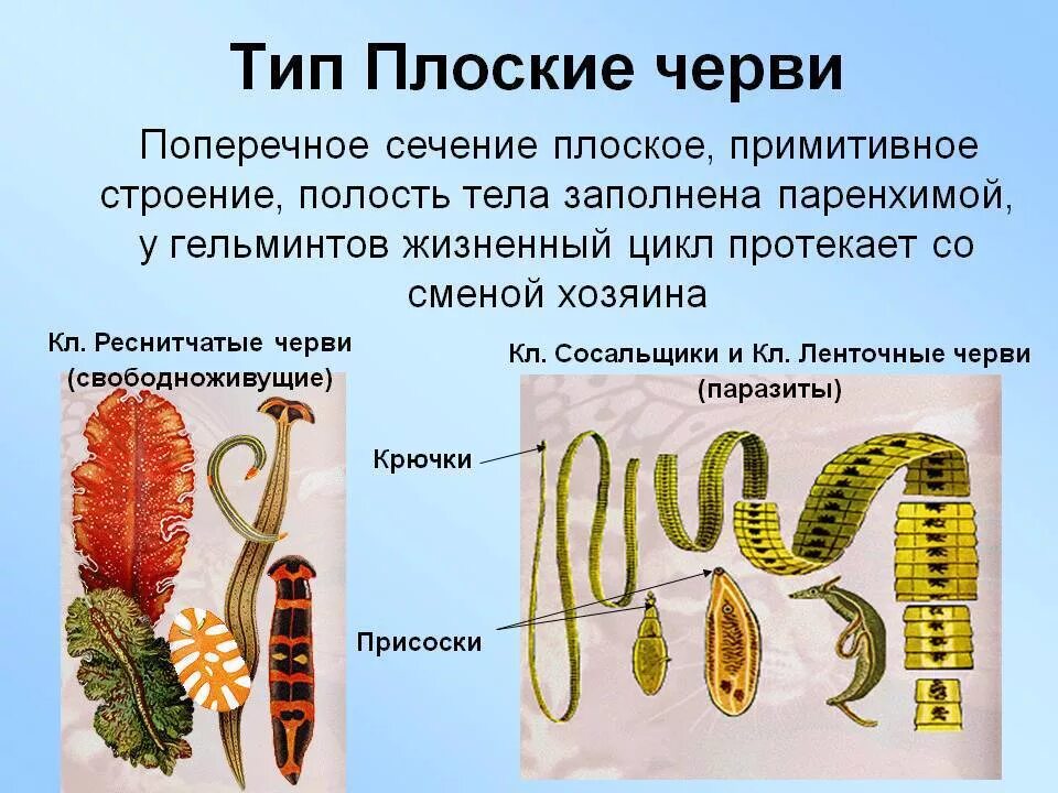 К какому типу относятся плоские черви. Плоские черви среда обитания. классы паразитических плоских червей. свободноживущие плоские черви. типы плоские черви классы червей.