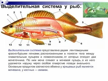 Почки не являются выделительной системой у рыбы