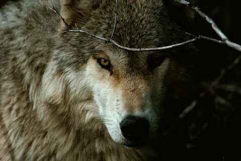 Альфа wolfs