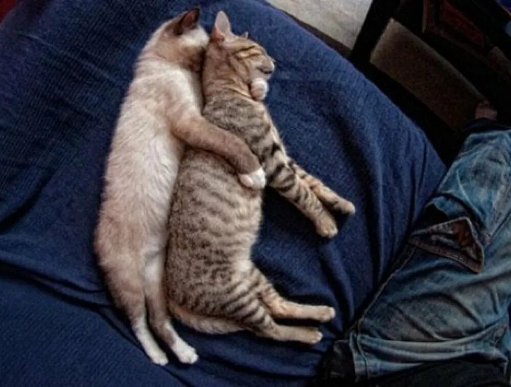 Кот смотрит на спящего. Спящие кошки. сонный кот. спящие котики в обнимку. кошки спят в обнимку.