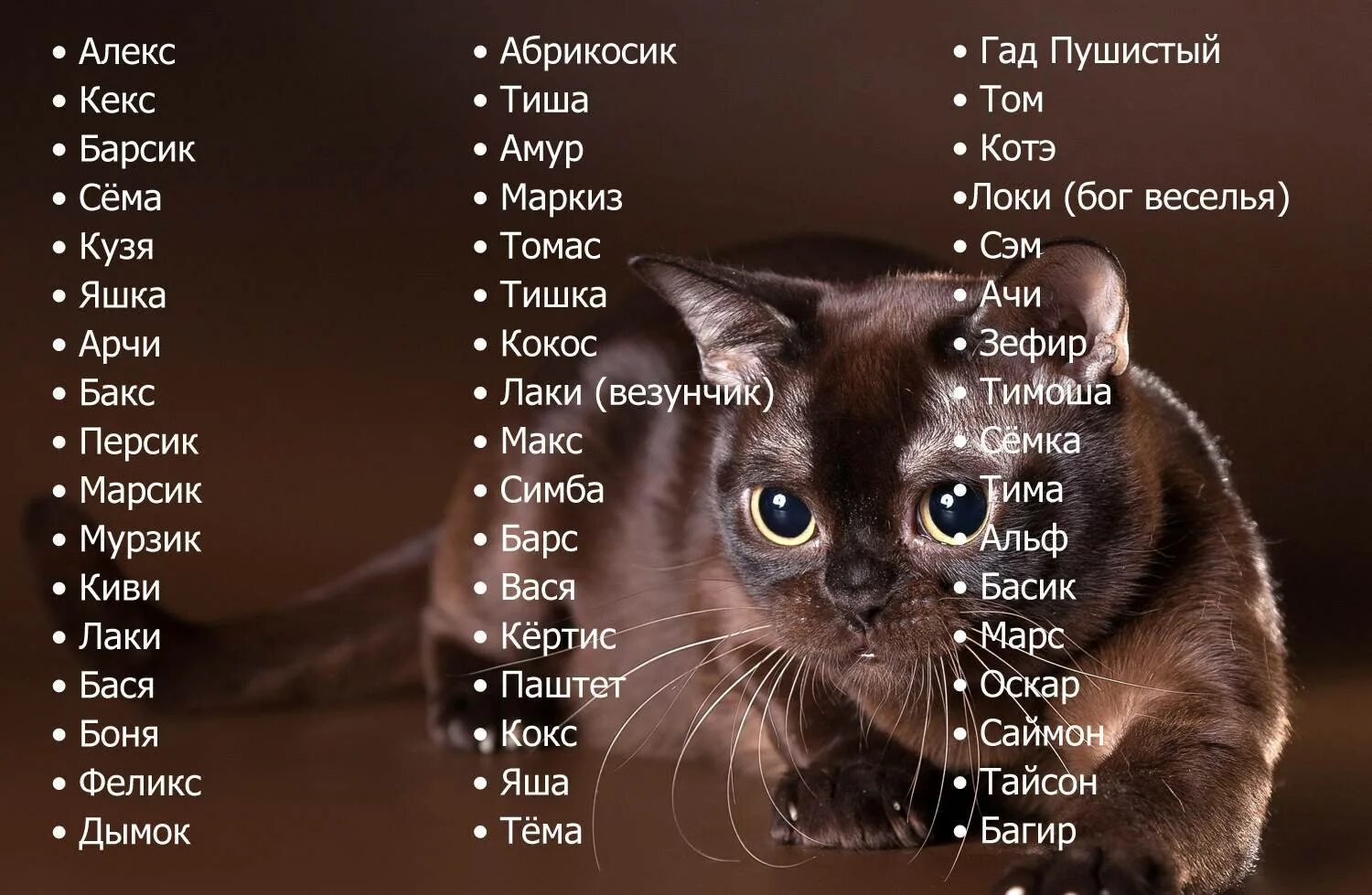 Красивые имена для котов