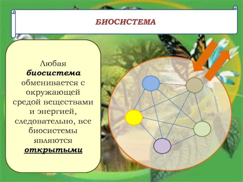 Биосистема. Живые организмы являются системами:. Живой организм как система. Организм открытая Живая система биосистема. Живые тела представляют собой