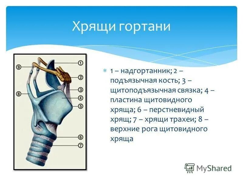 Укажите хрящи гортани. Гортань анатомия хрящи трахеи. Надгортанник хрящ гортани. Перстневидный хрящ анатомия. Клиновидный хрящ гортани.