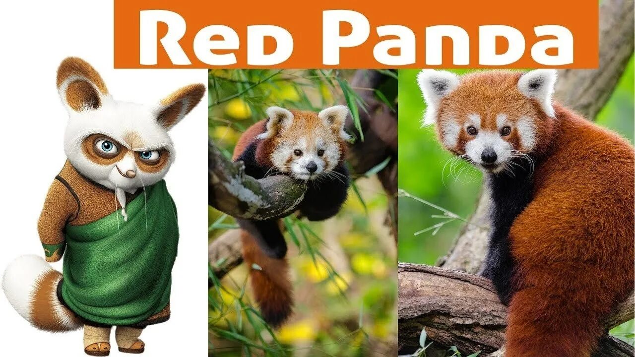 Красная панда шифу