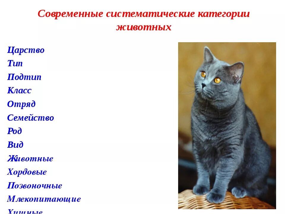 Классификация кошки домашней. Систематика кошки. Систематика британской кошки. Царство Тип Подтип класс отряд. Кот домен