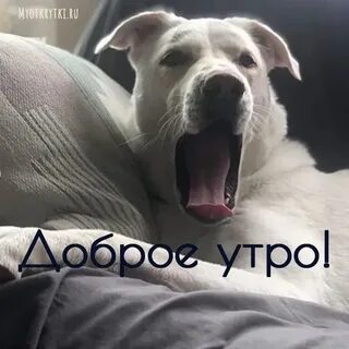 Доброе утро смешные с собаками