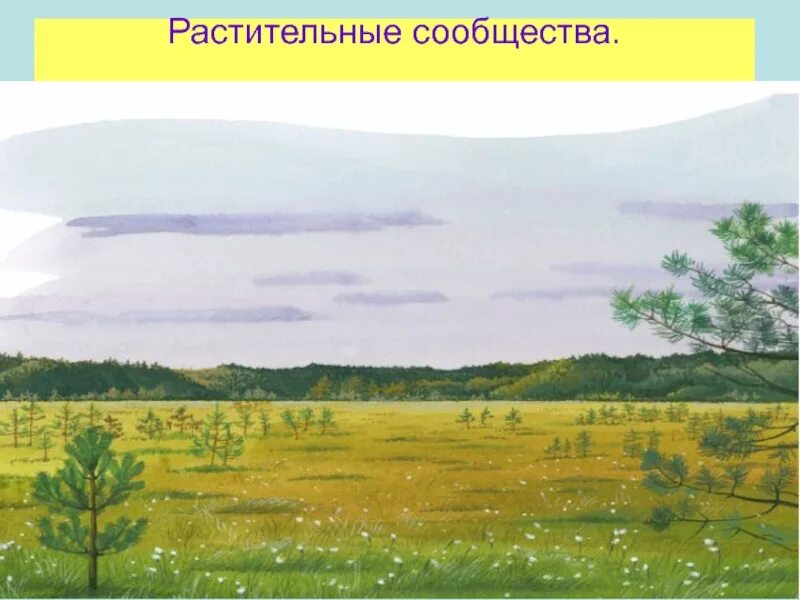 3 растительное сообщество