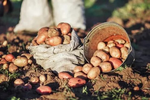 Собрали крупный урожай