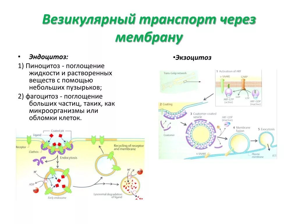 Транспорт веществ через мембраны: везикулярный транспорт.. Транспорт веществ через мембрану эндоцитоз и экзоцитоз. Мембранный транспорт эндоцитоз. Пиноцитоз эндоцитоз экзоцитоз.